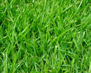 Landscaping for west boca grass image
